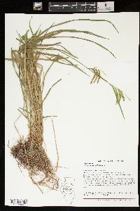 Carex prasina image