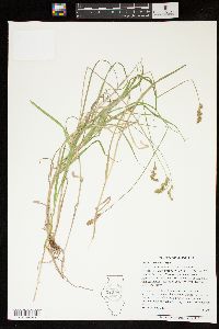 Carex projecta image