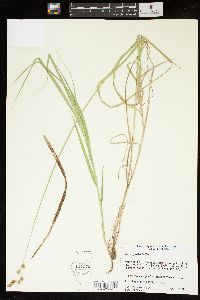 Carex projecta image