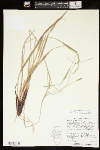 Carex purpurifera image