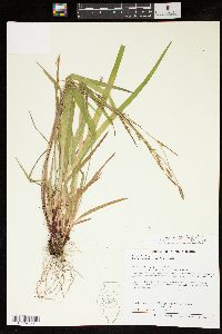 Carex purpurifera image