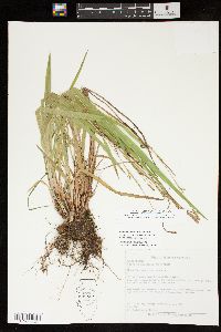 Carex purpurifera image