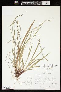 Carex purpurifera image