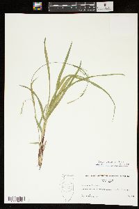 Carex purpurifera image