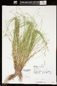 Carex radiata image