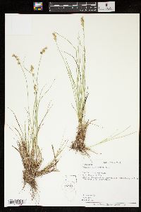 Carex radiata image