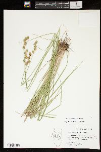 Carex reniformis image