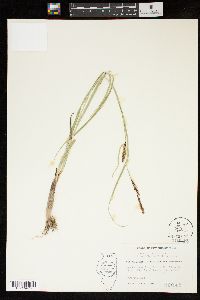 Carex rostrata image