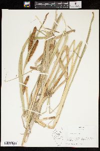 Carex rostrata image