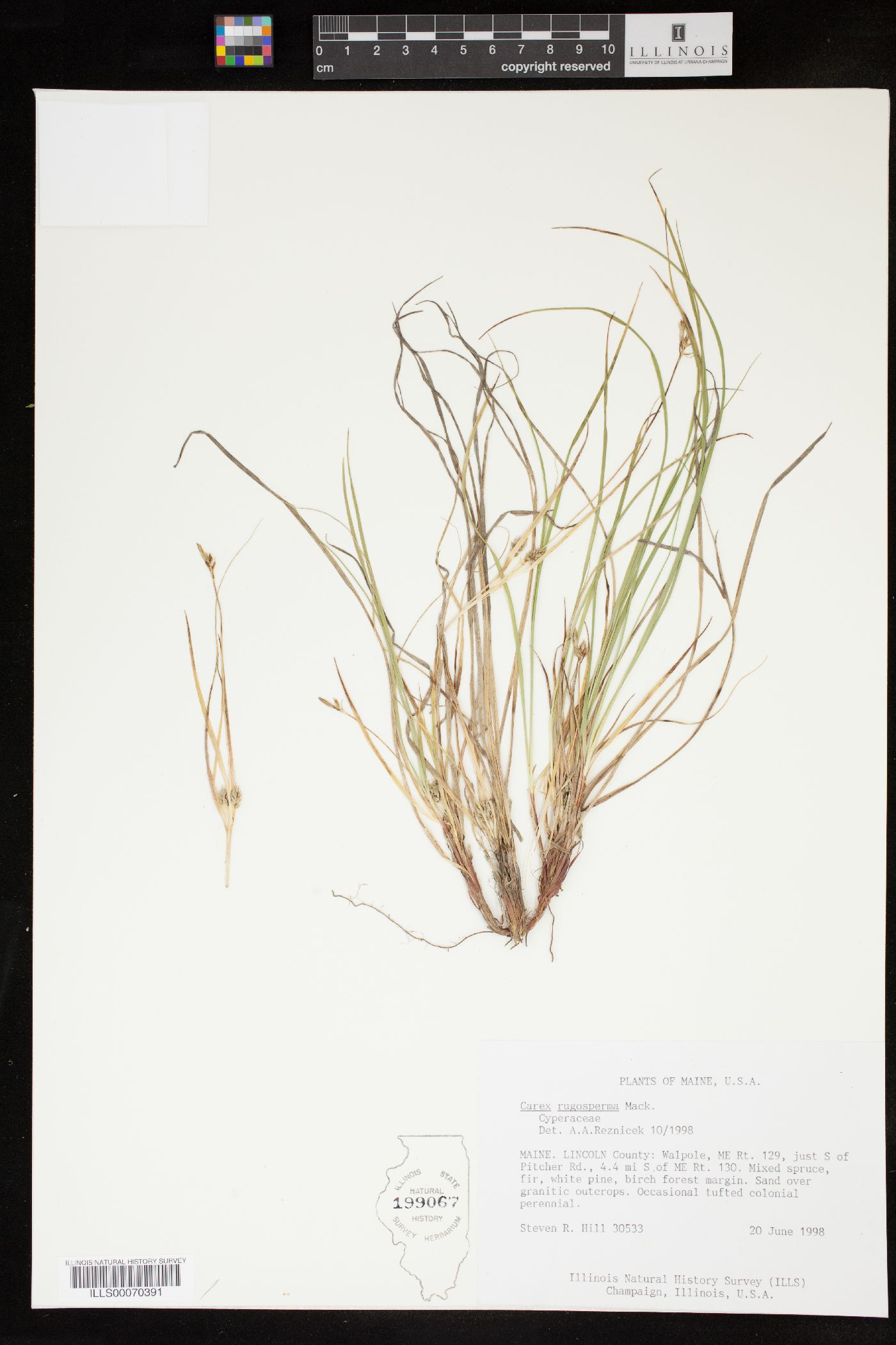 Carex rugosperma image