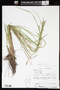 Carex ruthii image