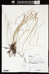 Carex ruthii image