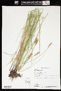 Carex sartwellii image