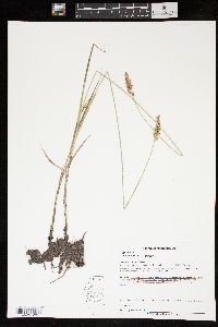 Carex sartwellii image
