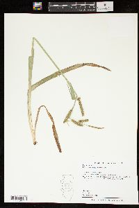 Carex scabrata image