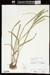 Carex scabrata image