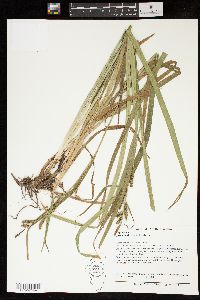 Carex scabrata image