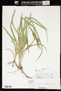 Carex scabrata image