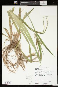 Carex scabrata image