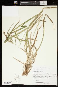 Carex scabrata image