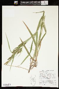 Carex scabrata image