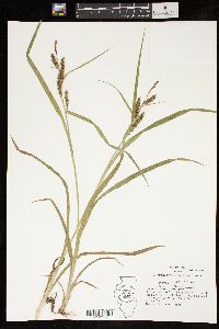 Carex scabrata image