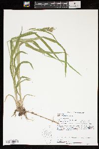 Carex scabrata image