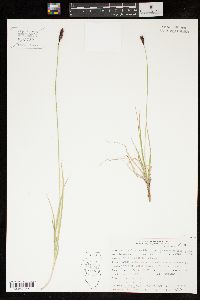 Carex scirpoidea var. pseudoscirpoidea image