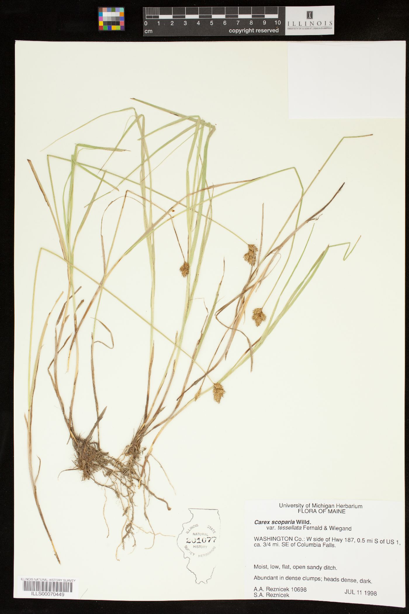 Carex scoparia var. tessellata image