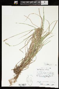 Carex longii image