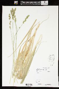 Carex sparganioides image