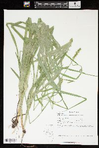 Carex sparganioides image