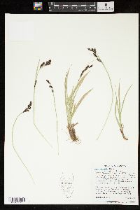 Carex spectabilis image