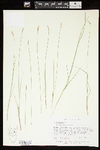 Carex sterilis image