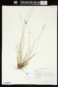 Carex sterilis image