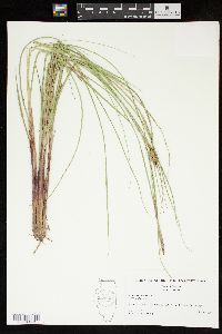 Carex striata image