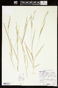 Carex striatula image