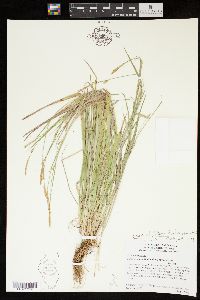 Carex styloflexa image