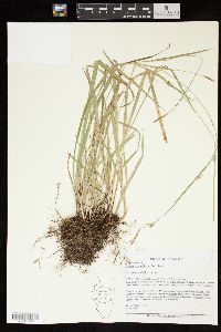 Carex styloflexa image