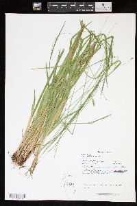 Carex styloflexa image