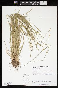 Carex styloflexa image