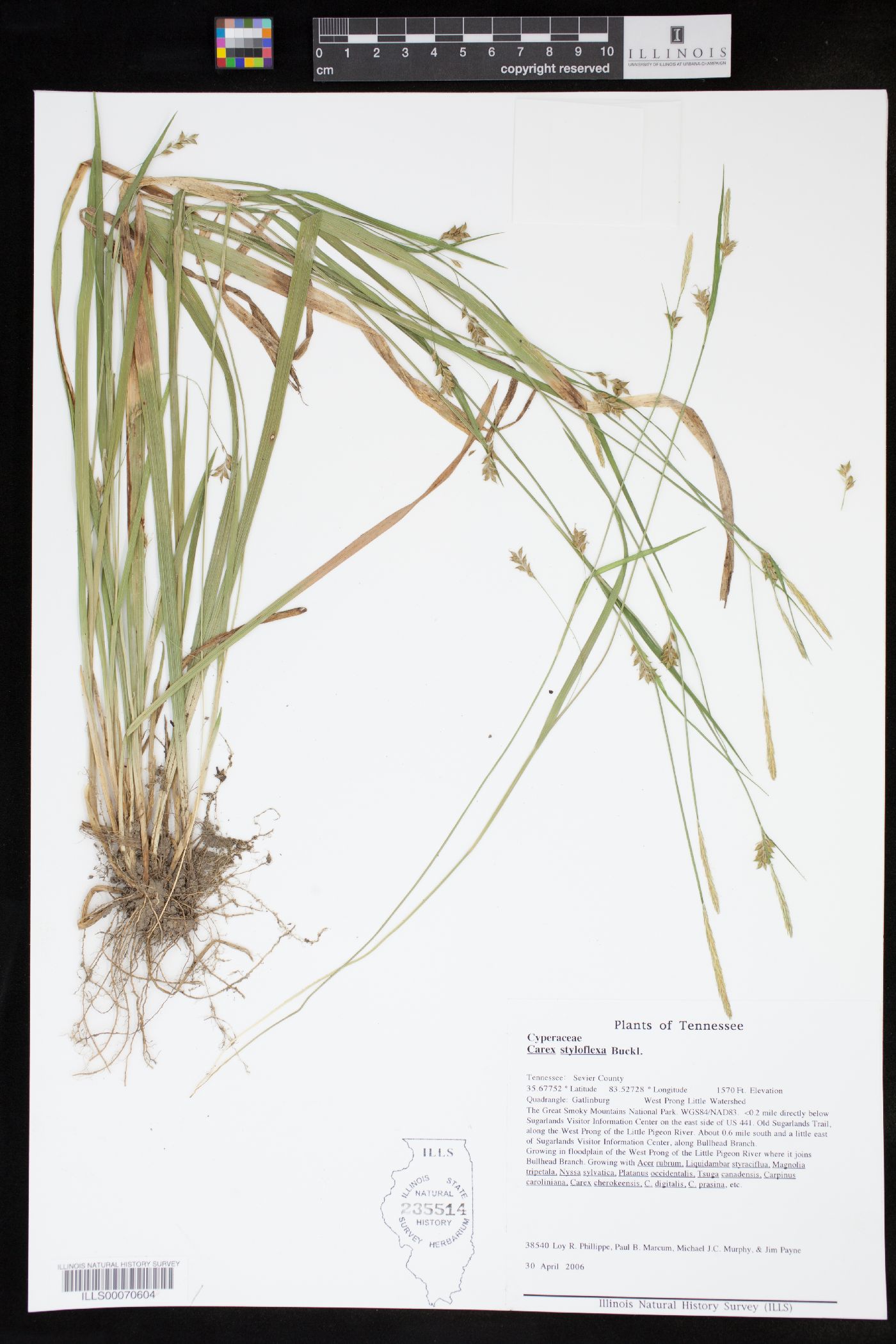 Carex styloflexa image