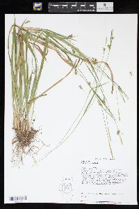 Carex styloflexa image