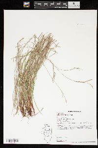 Carex swanii image