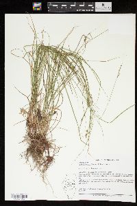 Carex swanii image