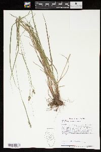 Carex swanii image