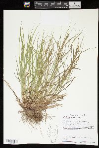 Carex swanii image