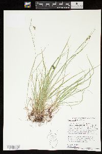 Carex swanii image