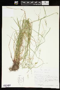 Carex swanii image