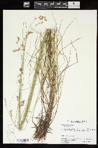 Carex tenera var. tenera image